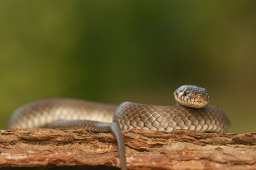 Grass snake