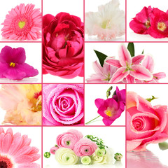 Collage of different beautiful flowers