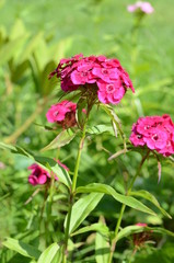 pink flowers in the garden