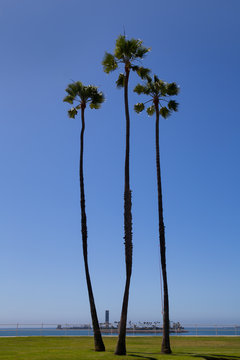 California palm trees on blue sky near long beach