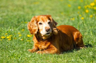 English cocker Spaniel