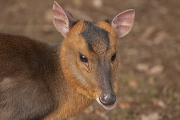 Muntjac