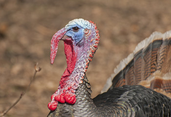 Turkey