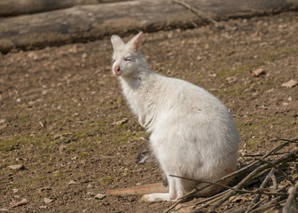 Bennett's wallaby