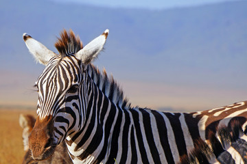 Zebra en Area de Conservacion Ngorongoro. Tanzania