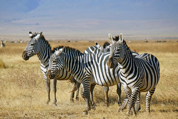 Fototapeta na wymiar Grupo de zebras . Area de Conservacion Ngorongoro. Tanzania