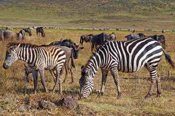 Fototapeta na wymiar Grupo de zebras en el area de Conservacion Ngorongoro. Tanzania