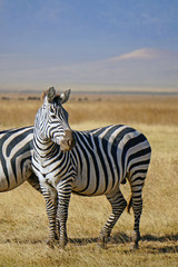 Fototapeta na wymiar Zebra . Area de Conservacion Ngorongoro. Tanzania