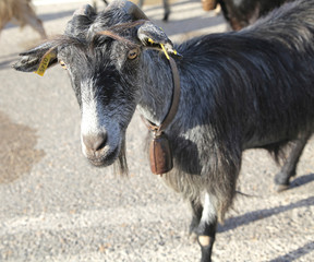 Herd of goats on the road, Crete