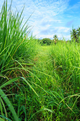 Fototapeta premium Thailand rice field