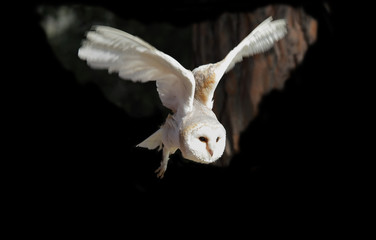 White owl flying