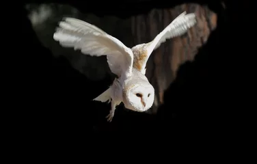Papier Peint photo autocollant Hibou White owl flying