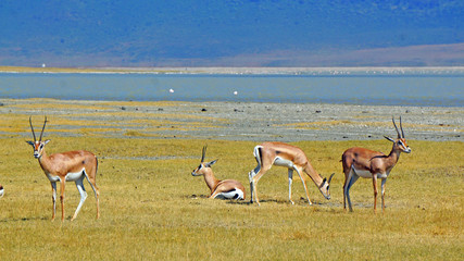 Gacelas de Thomson en el area de Ngorongoro. Tanzania