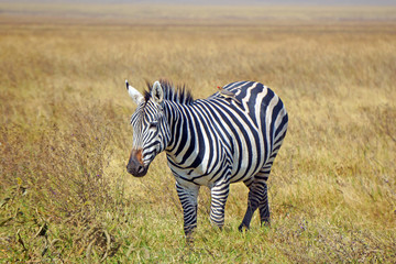 Zebra. Area de Conservacion Ngorongoro. Tanzania