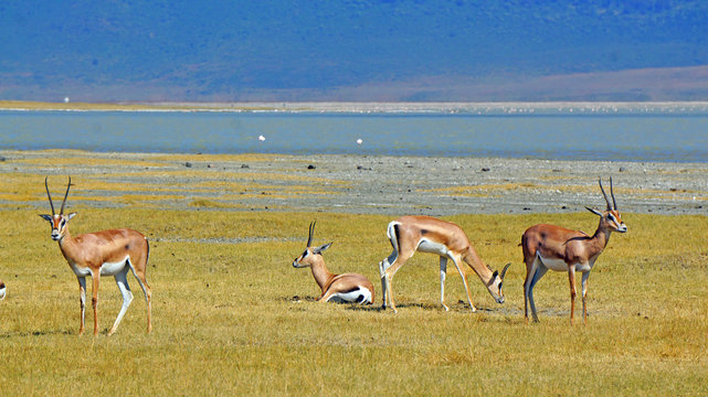 Gacelas de Thomson en el area de Ngorongoro. Tanzania