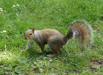 Fototapeta premium A Wild Grey Squirrel in a Grass Meadow.
