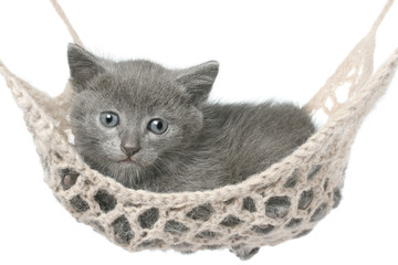 Cute gray kitten lying in hammock