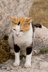 Naklejka na ściany i meble Tri-color cat who lives in the ruins of Athens, Greece