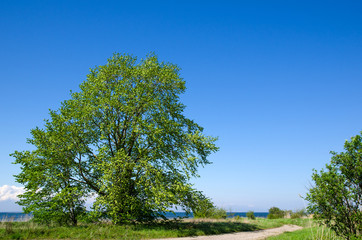 Obraz premium Big, wide tree