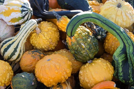 Verschiedene K&uuml;rbisse
