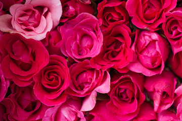 Red roses close up.