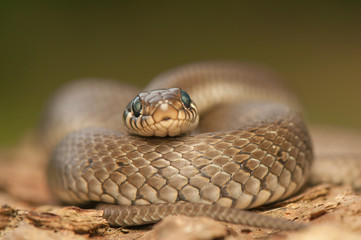 Grass snake