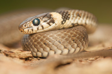 Grass snake