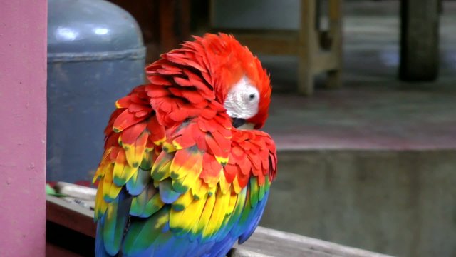 Close up video of Scarlet Macaw.