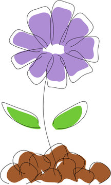 Cornflower drawing