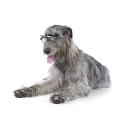 Irish Wolfhound