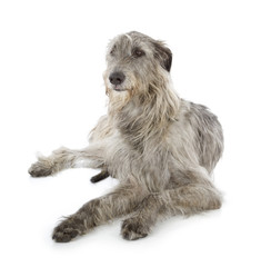 Irish Wolfhound