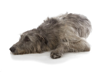 Irish Wolfhound