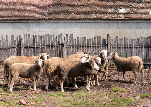 Group of sheep