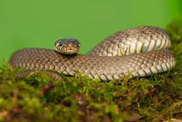 Grass snake