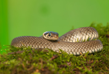 Grass snake
