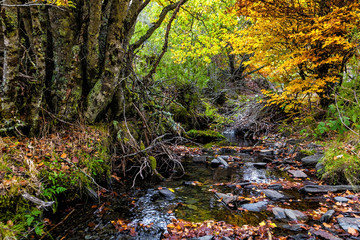 Mountain creek in autumn. Hayedo de Tejera Negra, Spain