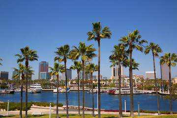 Naklejka premium Long Beach California skyline from palm trees of port