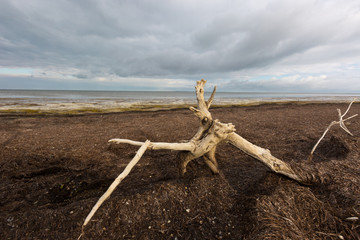old tree on dead sea