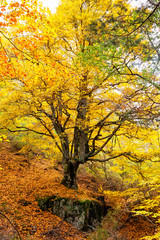 Yellow oak tree in autumn. Hayedo de Tejera Negra, Spain