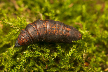 Deilephila elpenor