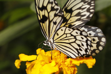 big tropical butterfly on a flower
