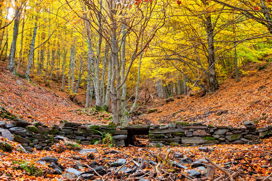 Rustic bridge in autumn. Hayedo de Tejera Negra, Spain