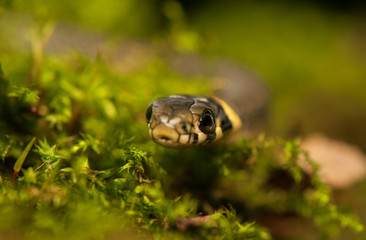Grass snake