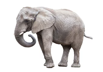 Foto auf Acrylglas Elefant isoliert. © EwaStudio