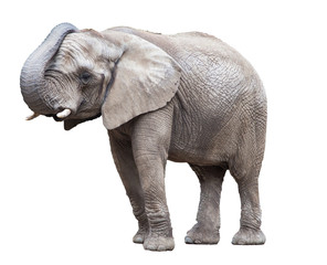Fototapeta na wymiar słoń samodzielnie.