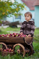 Boy with a trolley with apples