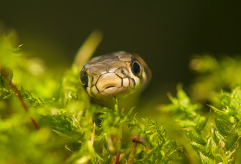 Fototapeta premium Grass snake