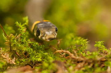 Grass snake