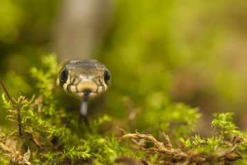 Grass snake