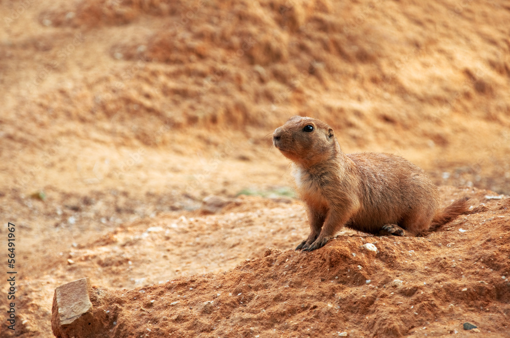 Wall mural prairie dog